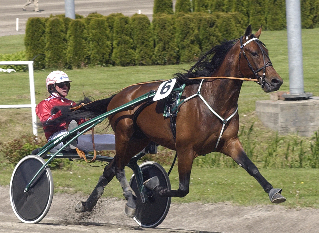 Calvin Capar h&auml;r med Hans-Owe Sundberg, var Travkompaniets f&ouml;rsta avelsgodk&auml;nda hingst. Foto: Claes K&auml;rrstrand